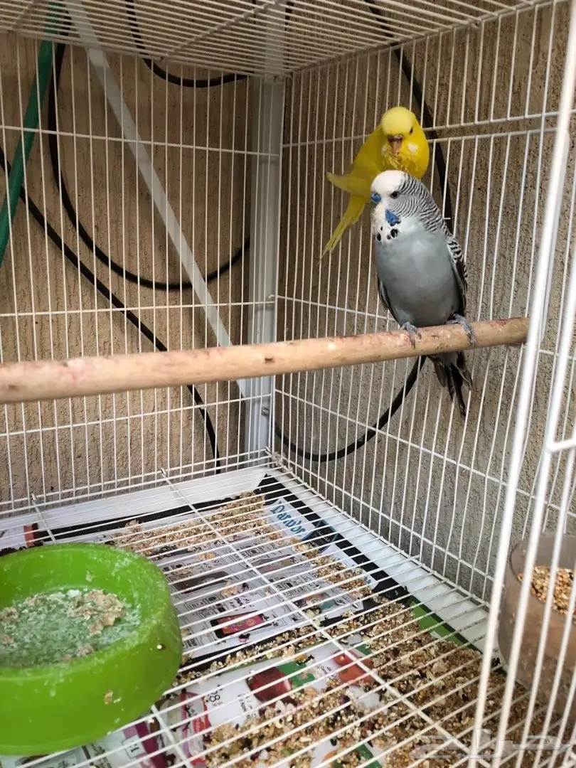 جوز بادجي بفروخة