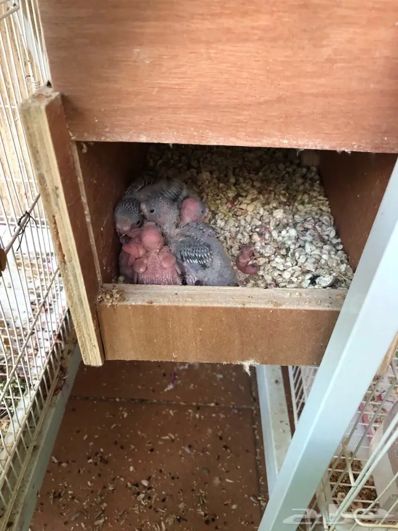 جوز بادجي بفروخة (image 1)