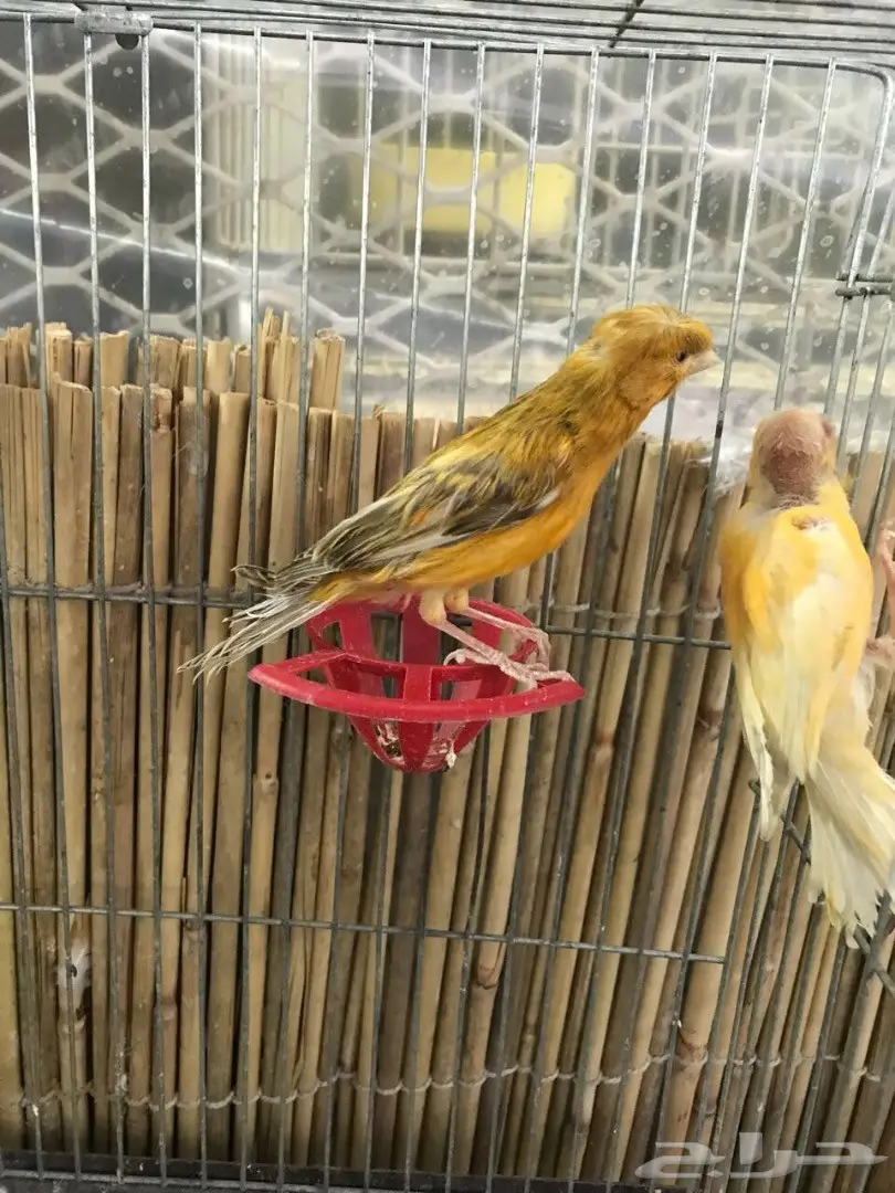 جوز كناري ماي ورد 