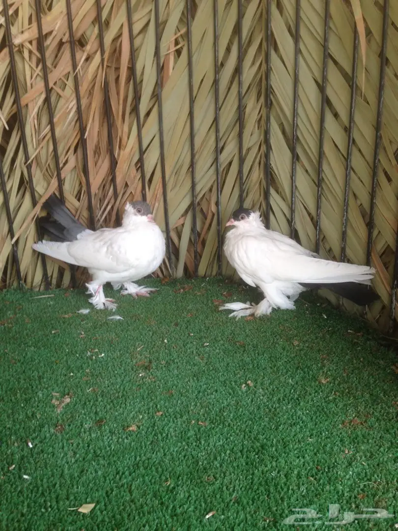 طبة بالون صاافيه  (image 2)