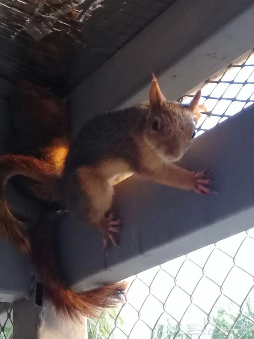 سناجب سوريه - طازجة و أصيلة (image 3)