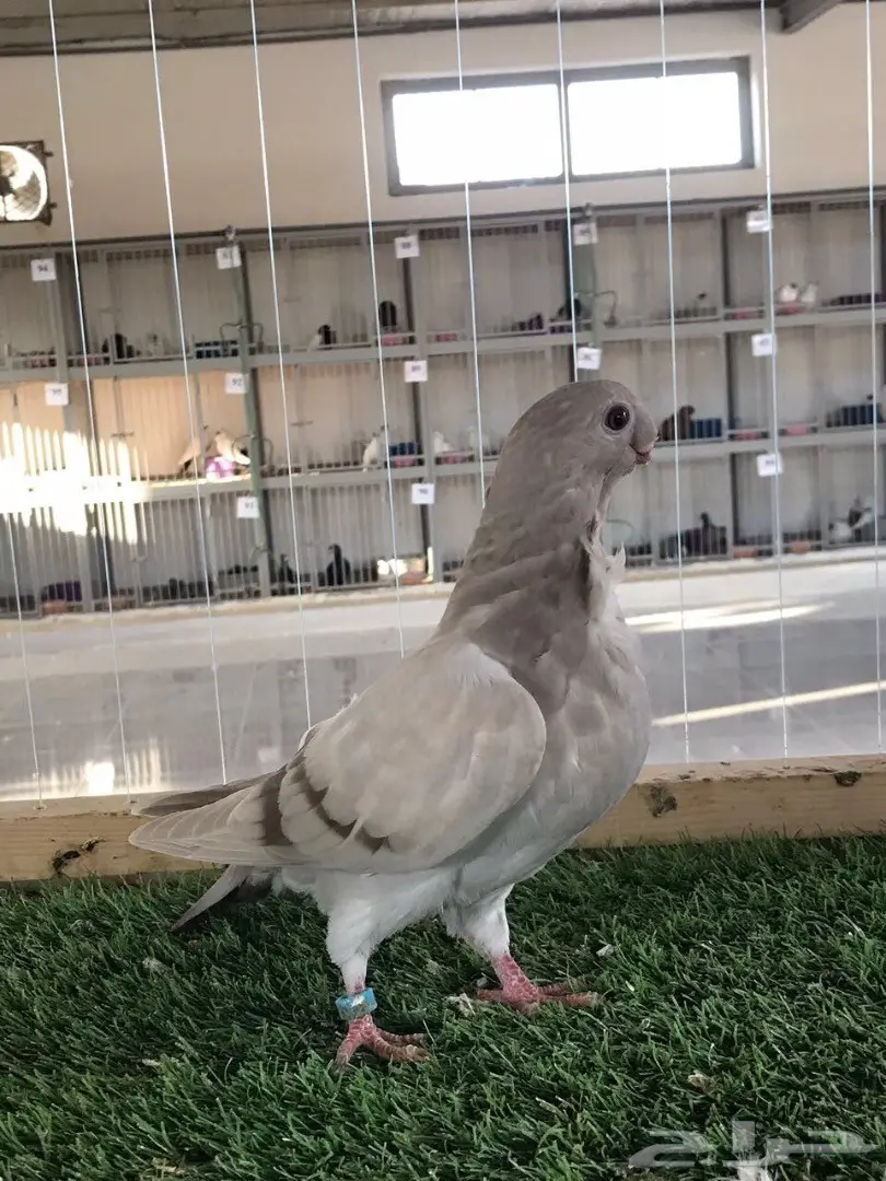 طبه بوم افريكانو مسكي بلو بار 2018 Tob (image 1)