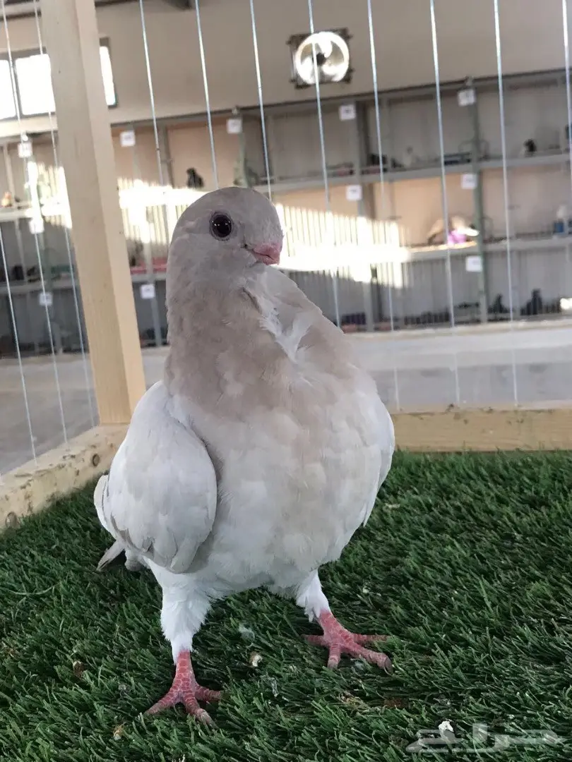 طبه بوم افريكانو مسكي بلو بار 2018 Tob (image 2)