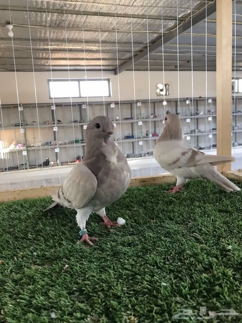 طبه بوم افريكانو مسكي بلو بار 2018 Tob (image 3)