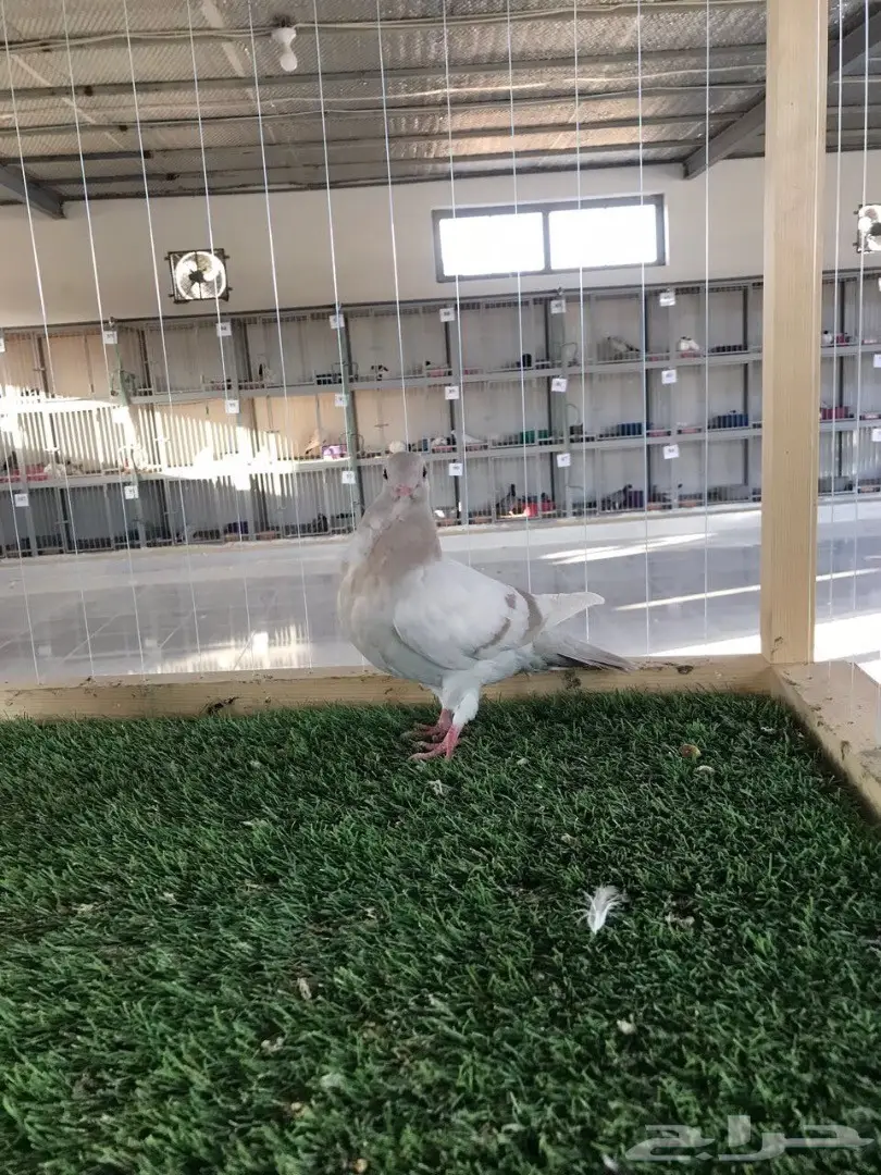 طبه بوم افريكانو مسكي بلو بار 2018 Tob (image 4)