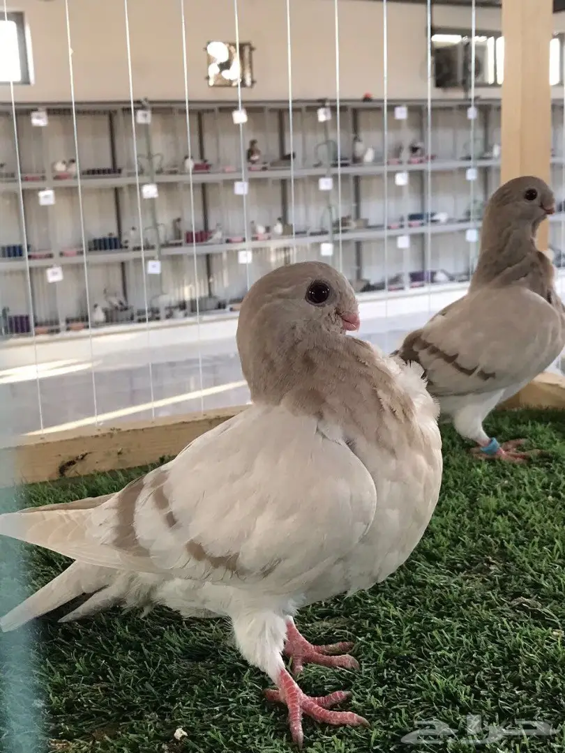 طبه بوم افريكانو مسكي بلو بار 2018 Tob (image 5)