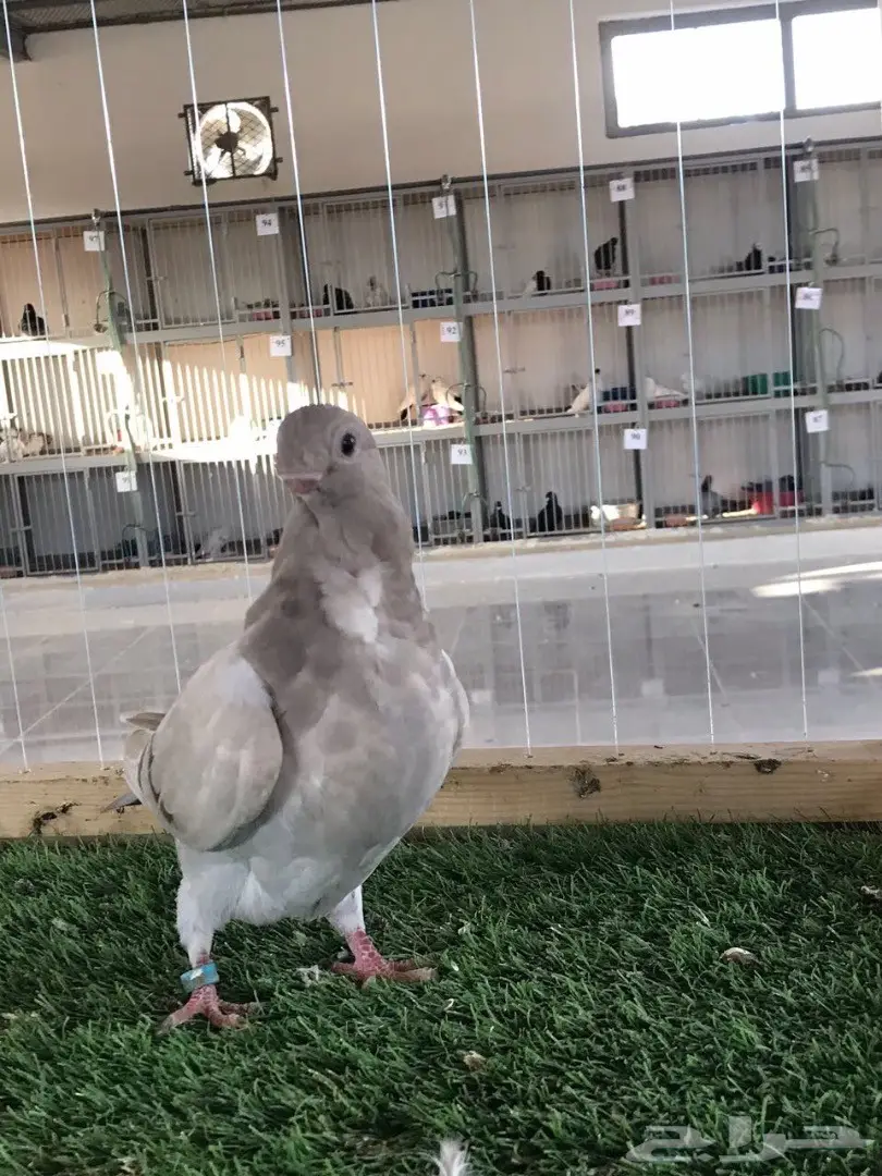 طبه بوم افريكانو مسكي بلو بار 2018 Tob (image 6)