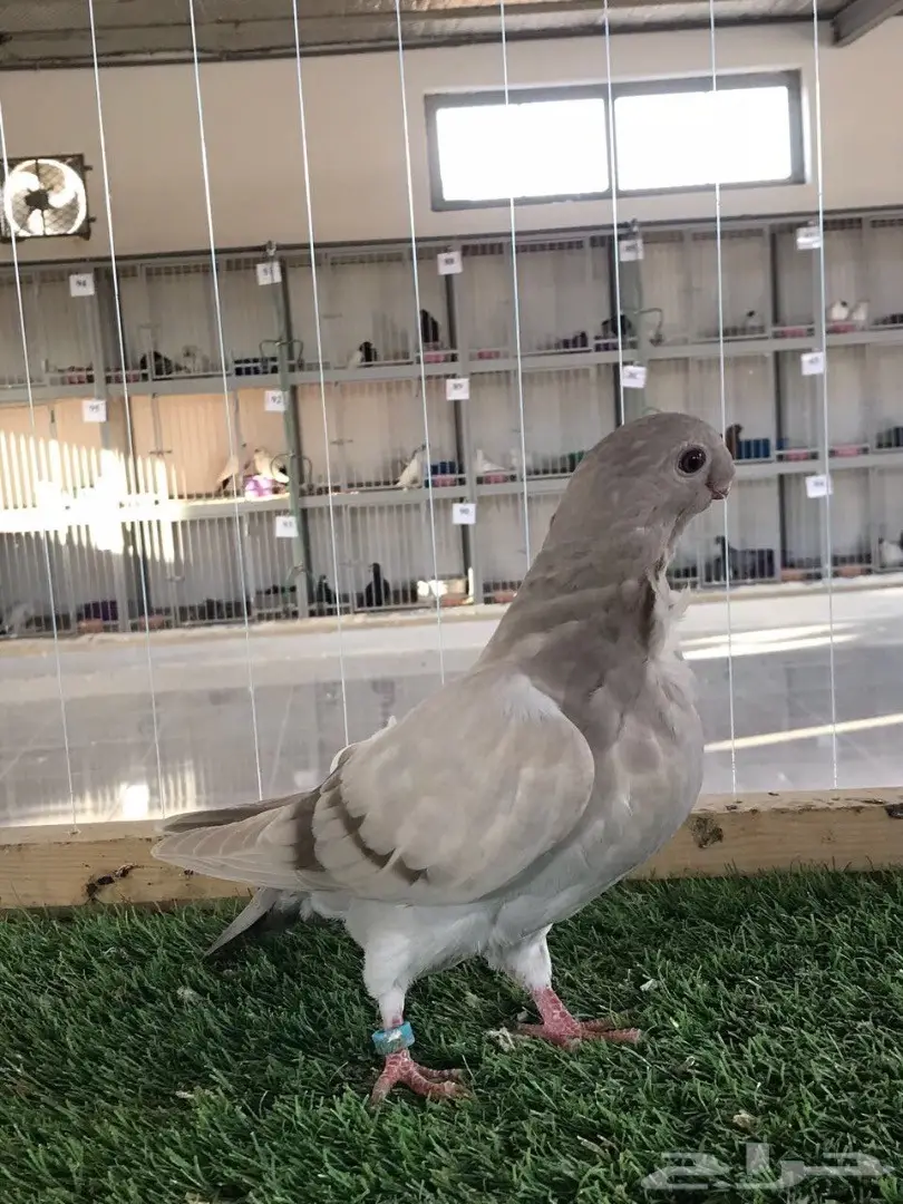 طبه بوم افريكانو مسكي بلو بار 2018 Tob (image 7)