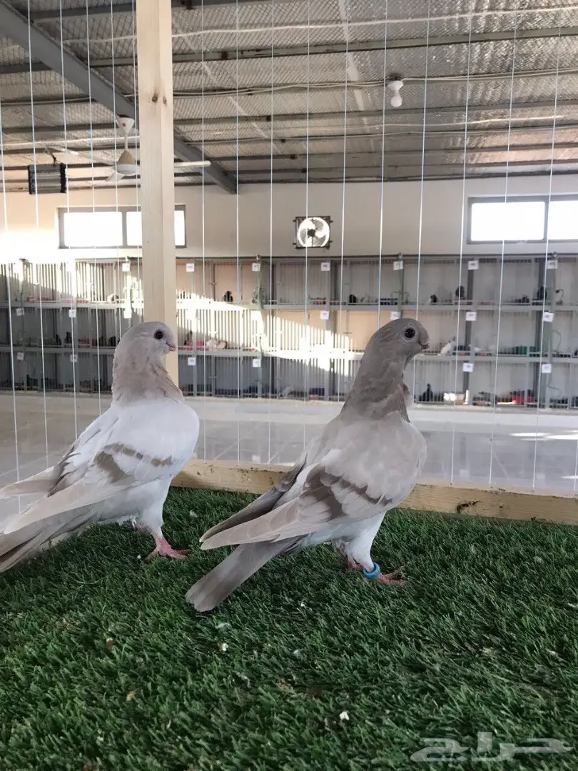 طبه بوم افريكانو مسكي بلو بار 2018 Tob (image 8)