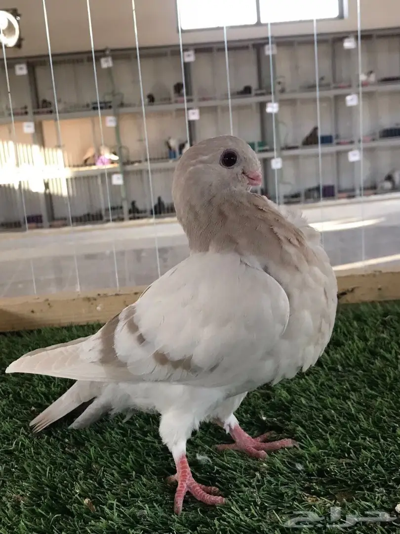 طبه بوم افريكانو مسكي بلو بار 2018 Tob (image 10)