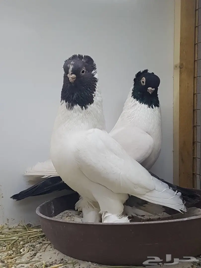 جوز كلرهد ازرق مميز 