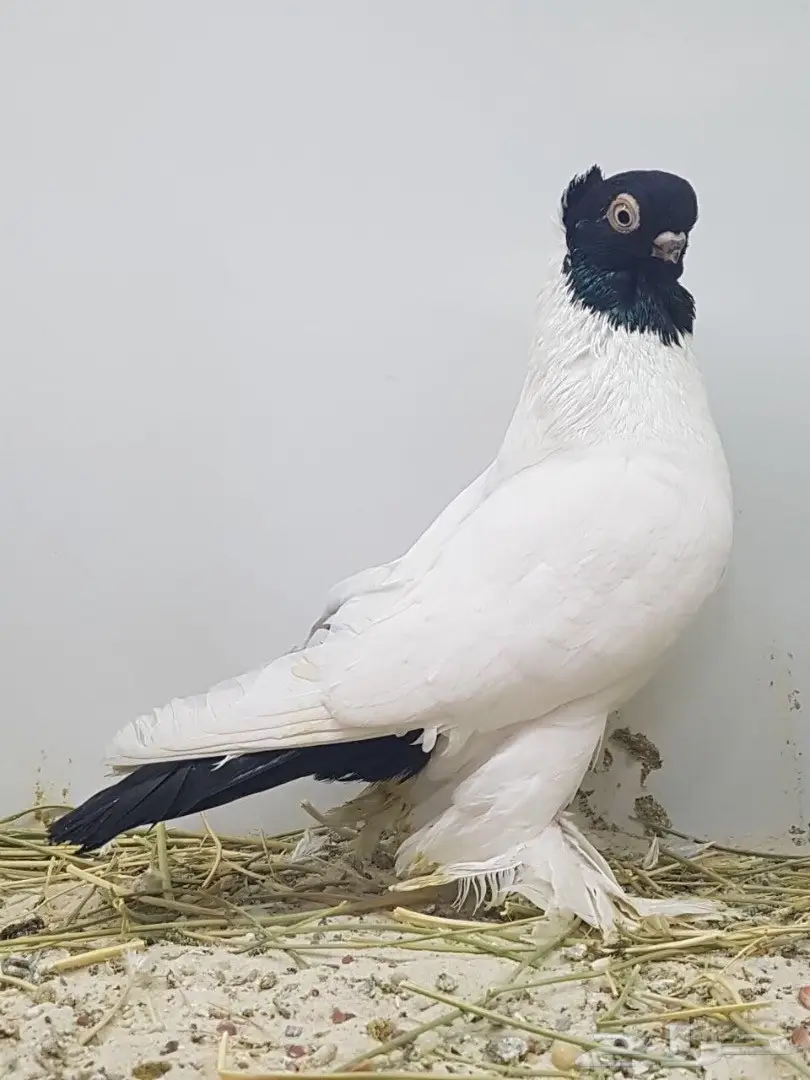 جوز كلرهد ازرق مميز  (image 1)