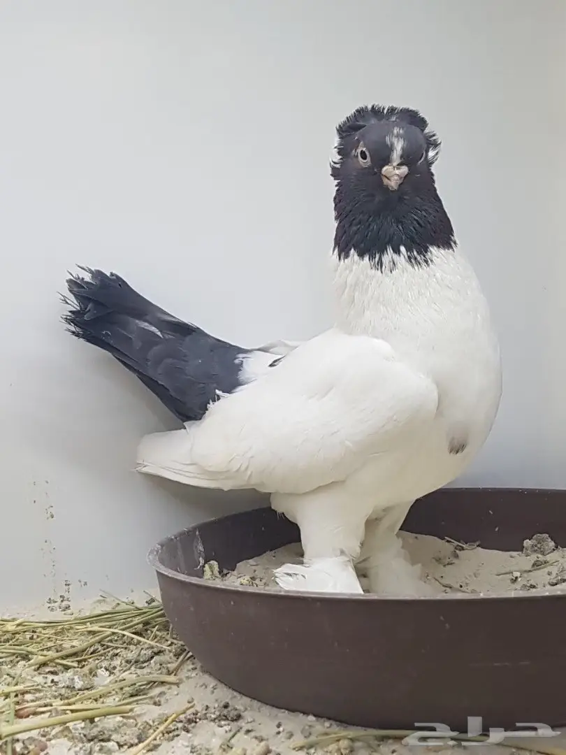 جوز كلرهد ازرق مميز  (image 2)