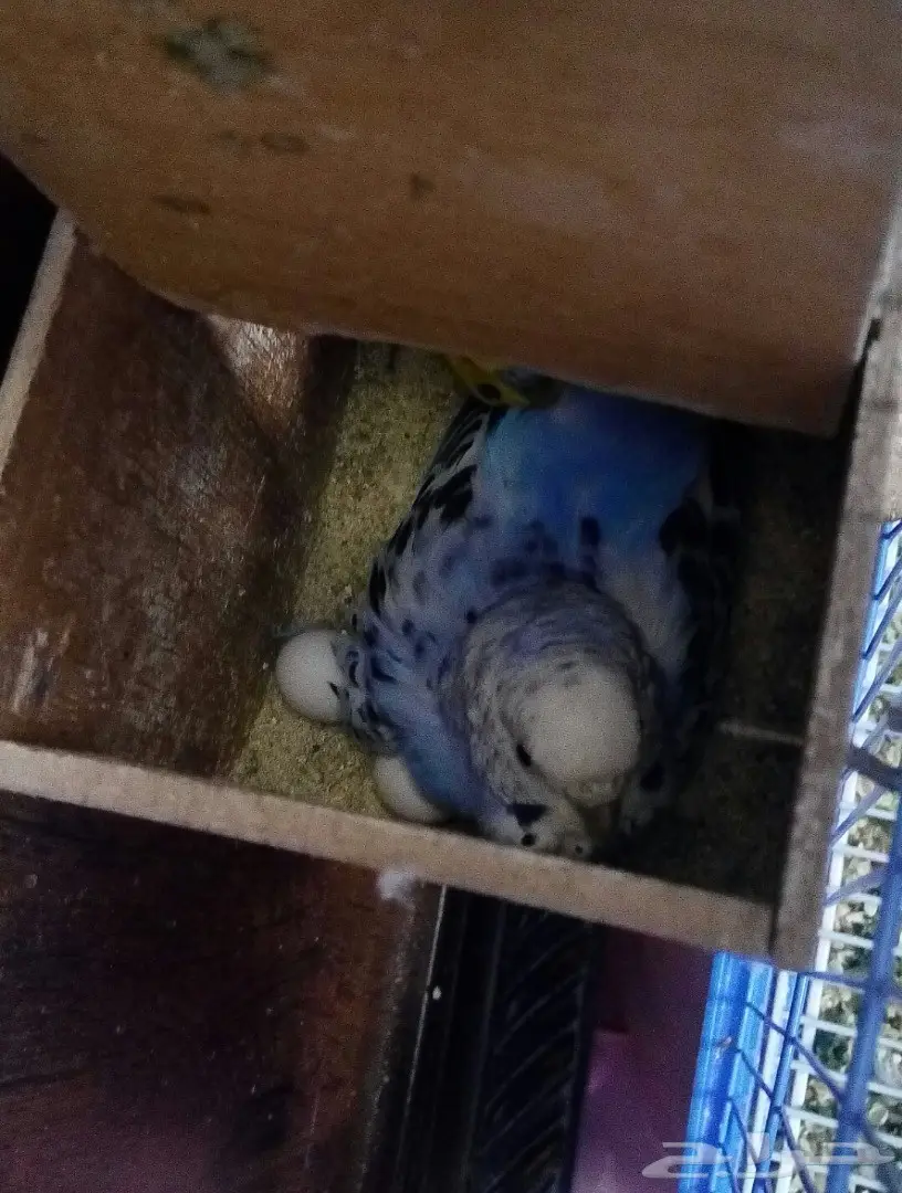 زوج بادجي منتج الوان جميلة  (image 3)