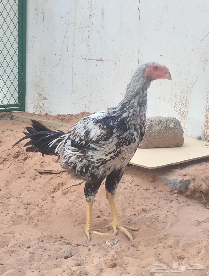 جوز دجاج حجازي  (image 3)