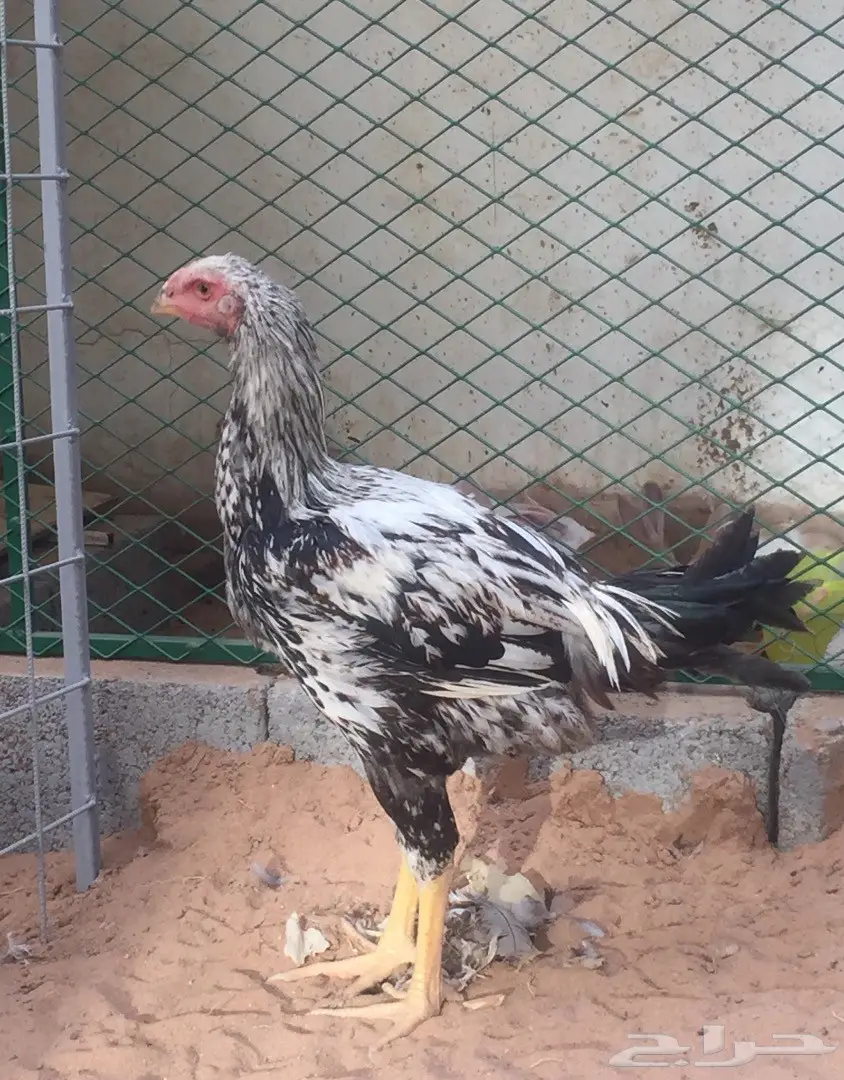 جوز دجاج حجازي  (image 2)