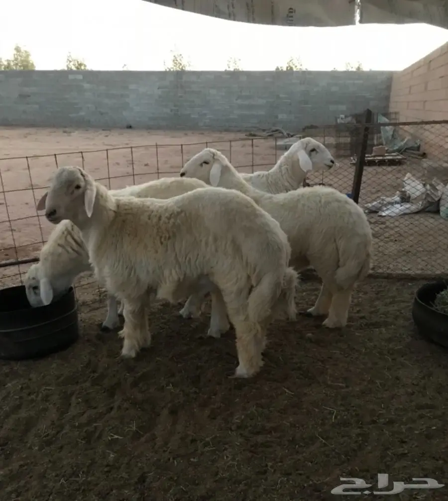 طليان حريه للبيع