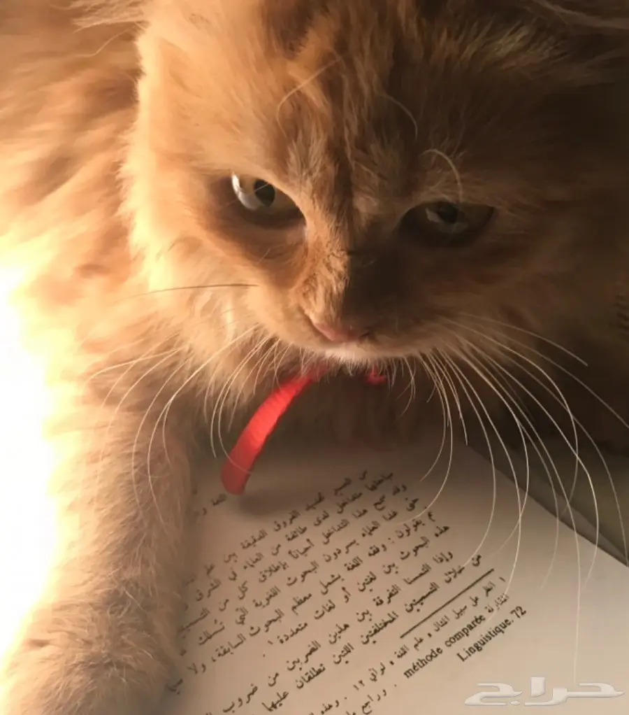 شيرازية أنثى 