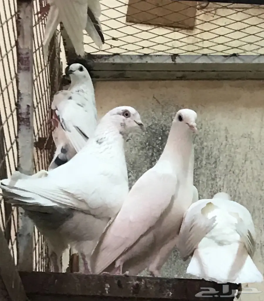 حمام (image 2)