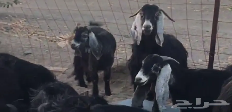 فرصة ذهبية! أجهزة عارضة جديدة (image 1)