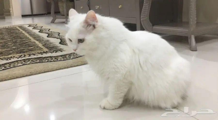 قطط للبيع (image 6)