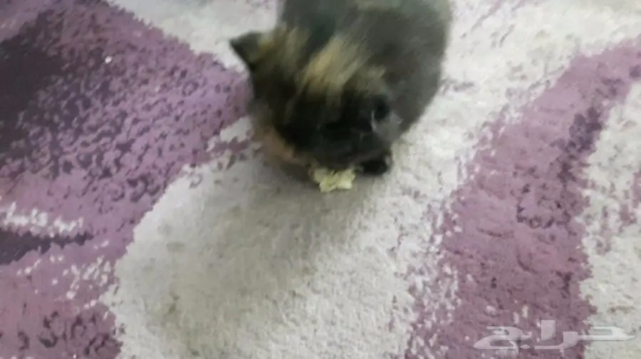 قطط أنثى وذكر مميزة للبيع - فرصة لا تُفوّت! (image 2)