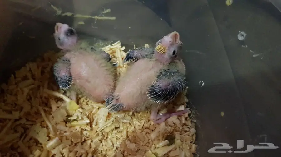 فروخ كروان فراشه 