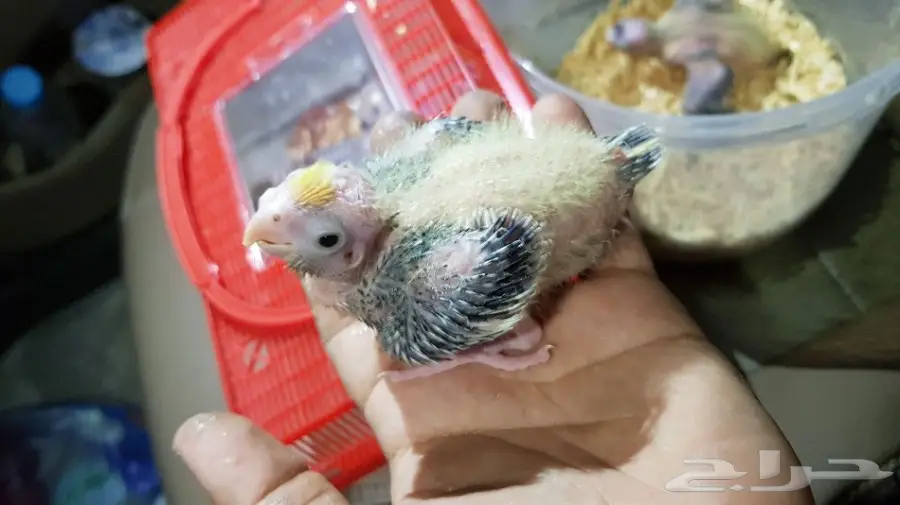 فروخ كروان فراشه - فرصة لا تُفوّت! (image 2)