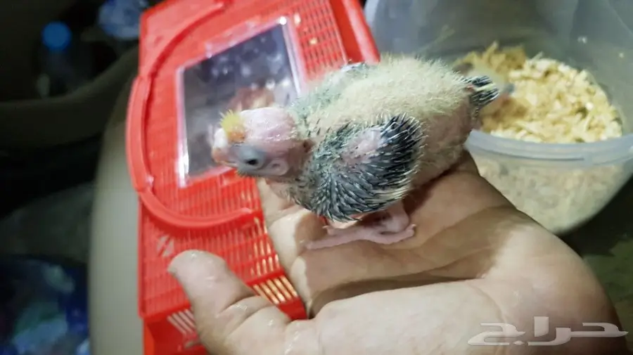 فروخ كروان فراشه - فرصة لا تُفوّت! (image 4)