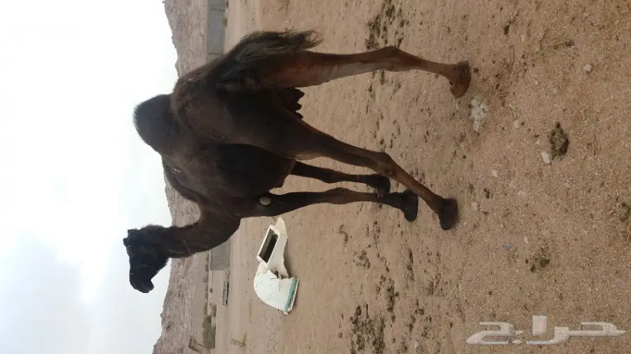 ناقه خواره للبيع متلي (image 2)