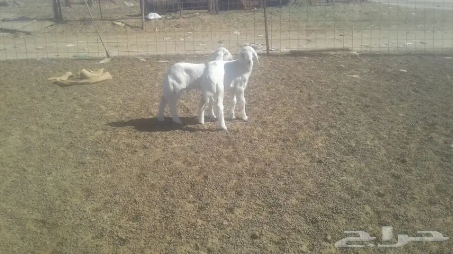 طليان لبنيه 