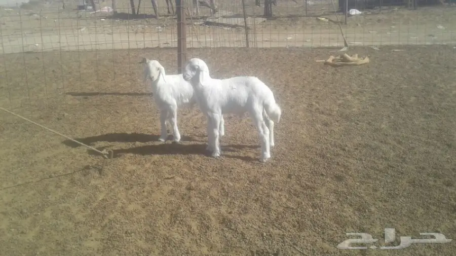 طليان لبنيه  (image 1)