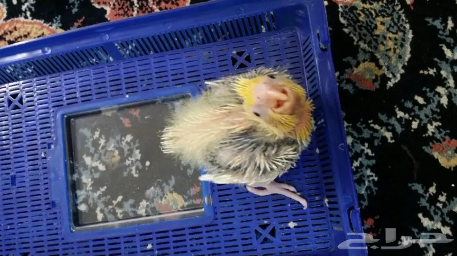 فرخ كروان محجل للبيع (image 2)