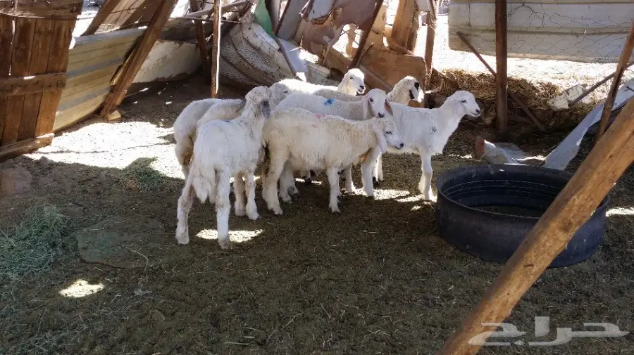 عرض سمح (image 1)