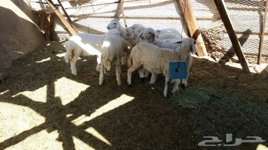 عرض سمح (image 6)