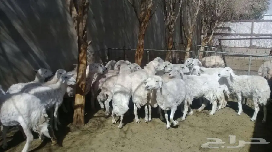 حريات مع مواليد للبيع 