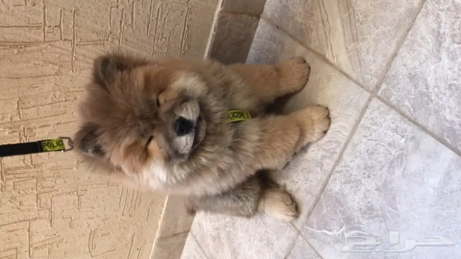 كلب تشاو تشاو للبيع العمر ثلاث شهور البيع سمح