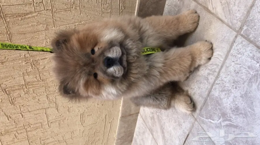 كلب تشاو تشاو للبيع العمر ثلاث شهور البيع سمح (image 1)