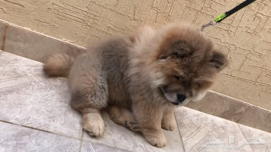 كلب تشاو تشاو للبيع العمر ثلاث شهور البيع سمح (image 2)