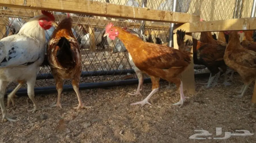 ديوك و دجاج بلدي للبيع جمله 