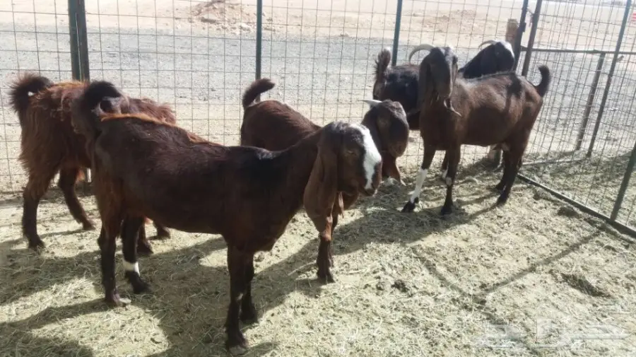 مشروكات دفيع للبيع (image 10)