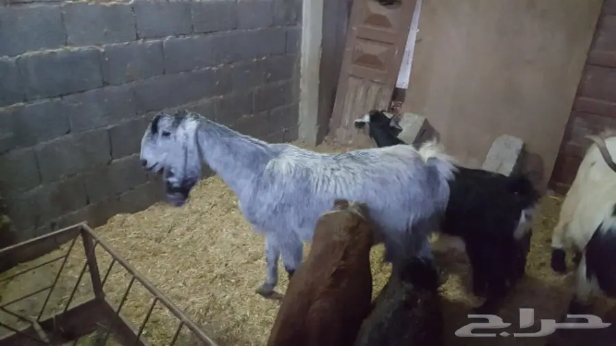غنم معزا سوريه وهولنديه للبيع 