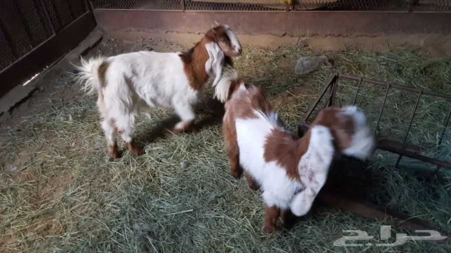 غنم معزا سوريه وهولنديه للبيع  (image 2)