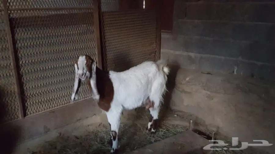 غنم معزا سوريه وهولنديه للبيع  (image 3)