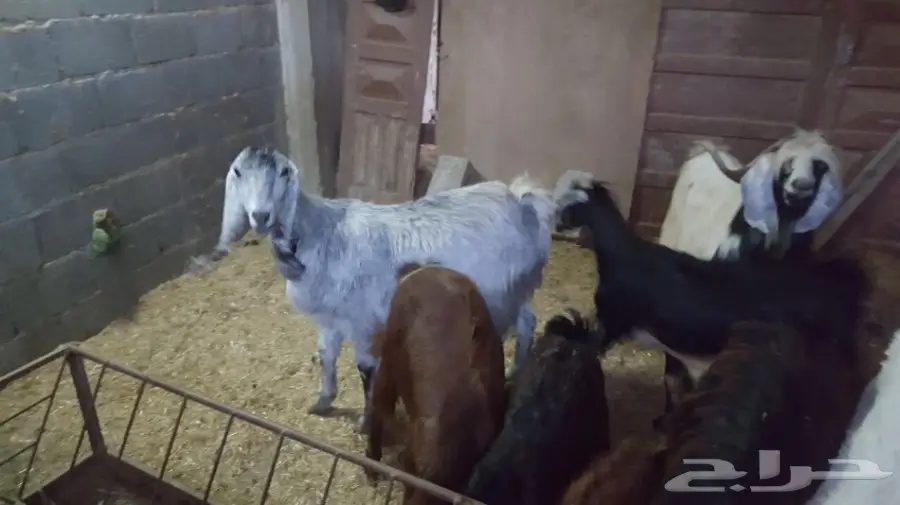 غنم معزا سوريه وهولنديه للبيع  (image 4)