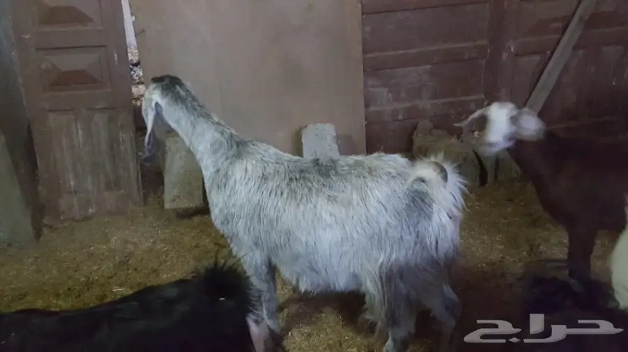 غنم معزا سوريه وهولنديه للبيع  (image 5)