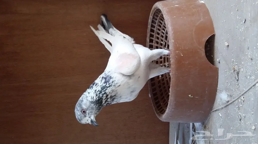 زوج للبيع (image 1)