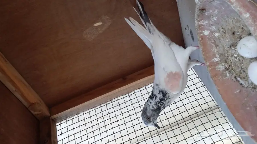 زوج للبيع (image 2)