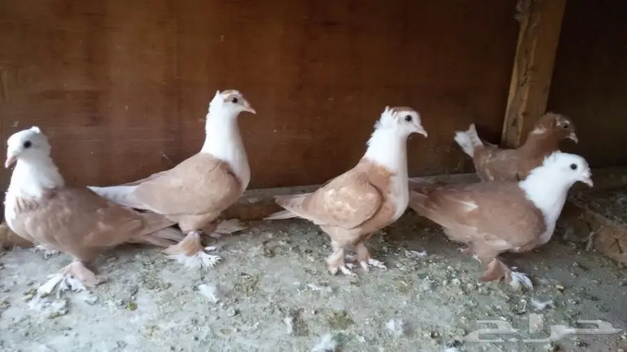 للبيع لبناني طبات في منهم اخوان العدد 5 حبات