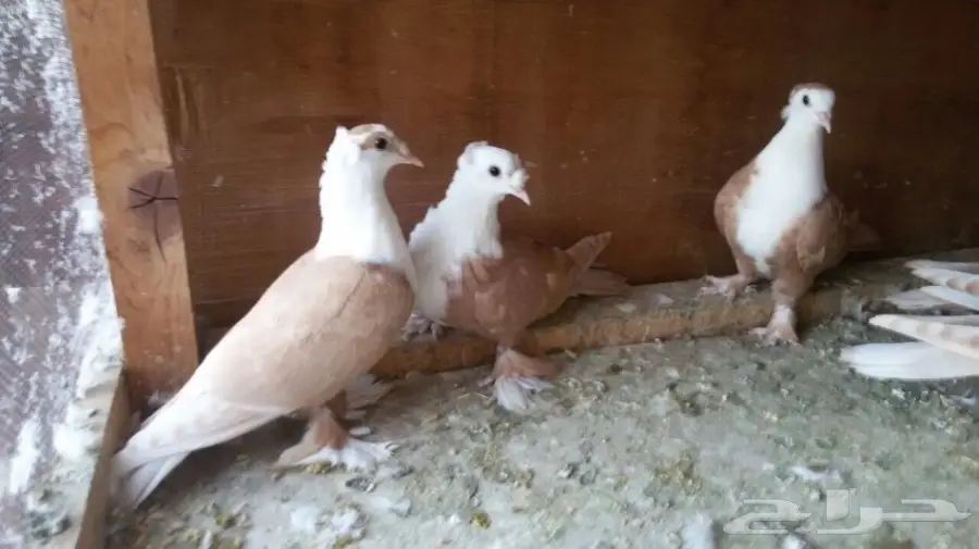 للبيع لبناني طبات في منهم اخوان العدد 5 حبات (image 1)